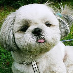 Elizabeth Street Pet Hospi